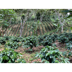 Los Volcancitos - Nicaragua