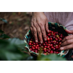 Finca Barreras - Salvador